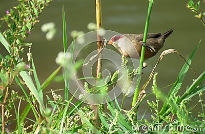 Bird. common waxbill Stock Photo