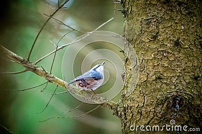 Little bird in forest Stock Photo