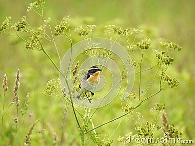 Little bird on grass Stock Photo