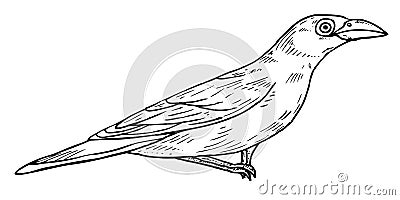Little Bird illustration isolated on white background. Vector illustration. Starling sketch Vector Illustration