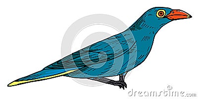 Little Bird illustration isolated on white background. Vector illustration. Starling sketch Vector Illustration