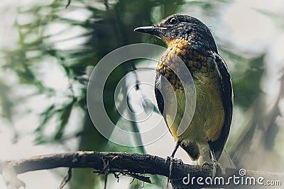 Little bird looking beside, on the branch of tree. Stock Photo