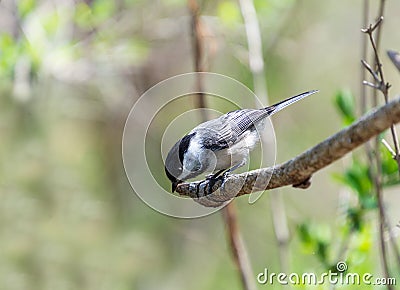 A little bird, looks down into empty space Stock Photo