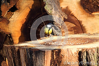 Little bird in nature forest habitat. Wildlife scene from nature Stock Photo