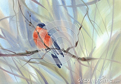 Little bird red bullfinch on the branch watercolor background Cartoon Illustration