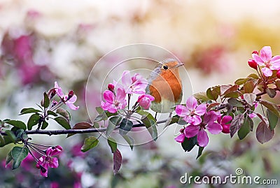 bird Robin sitting on a branch of a flowering pink Apple tree in the spring garden of may Stock Photo