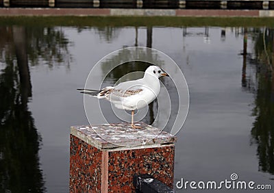 Little bird, seagull in the city pond Stock Photo