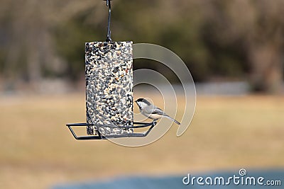 Black capped chickadee just staring at this seed cake wondering where to start first Stock Photo