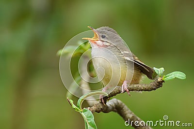 Singing bird Stock Photo