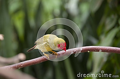 Little bird Stock Photo