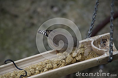 Little bird Stock Photo