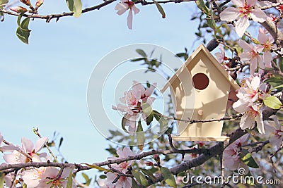 Little birdhouse in spring over blossom cherry tree. Stock Photo