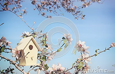 Little birdhouse in spring over blossom cherry tree. Stock Photo