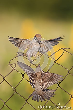 Little birds are sitting and fighting with wire fence Stock Photo