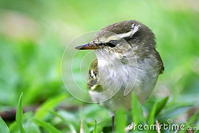 Little birds,Yellow-browed Leaf Warbler Stock Photo