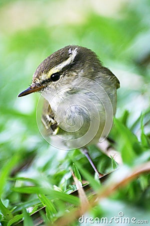 Little birds,Yellow-browed Leaf Warbler Stock Photo