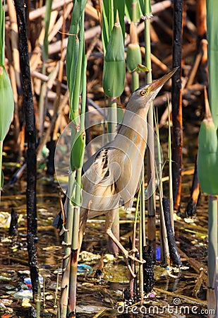 Little bittern Stock Photo