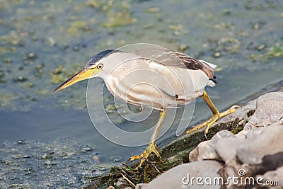 Little bittern, adult, female / Ixobrychus minutus Stock Photo