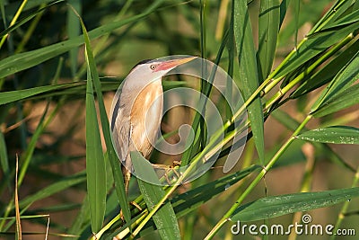 Little bittern, adult, male / Ixobrychus minutus Stock Photo