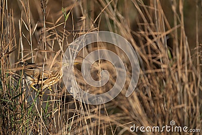Little Bittern inside the reeds at Asker marsh, Bahrain Stock Photo