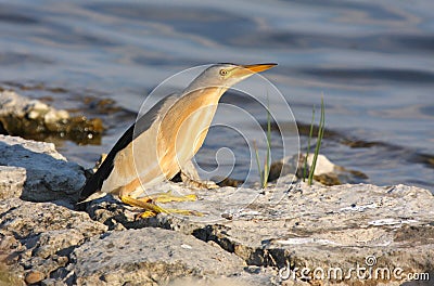 Little bittern (ixobrichus minutus) Stock Photo