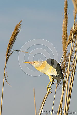 Little bittern, male / Ixobrychus Stock Photo