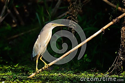 Little bittern watching (ixobrychus minutus) Stock Photo