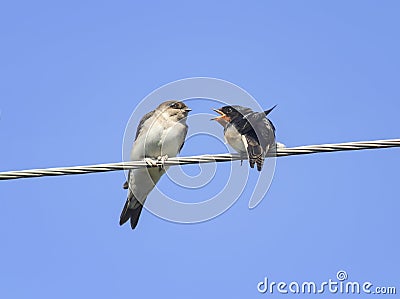 Little black birds swallows sitting on wires open beaks Stock Photo