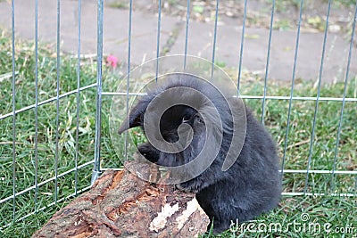 Little black bunny Stock Photo