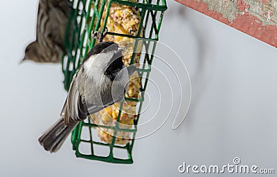 Little black capped chickadee on a suet cage feeder in early March. Happy songbird on a mild day, coming of spring. Stock Photo