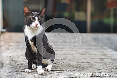 Little black cat with white collar mark stray cat sitting on con Stock Photo