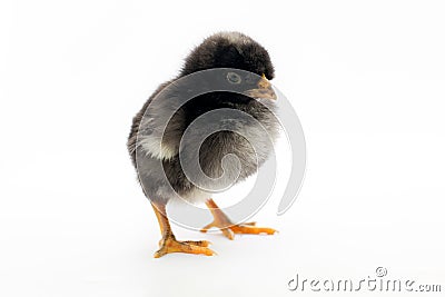 Little black chick isolated Stock Photo