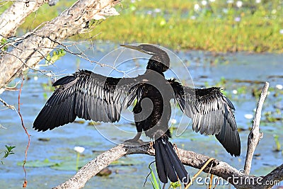 Little Black Cormorant drying in the sun in Kakadu Stock Photo