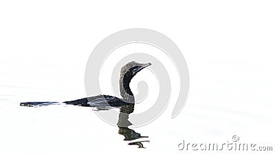 Little black cormorant Stock Photo
