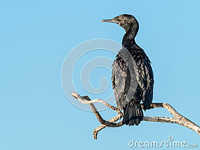 A Little Black Cormorant on a Tree Stock Photo