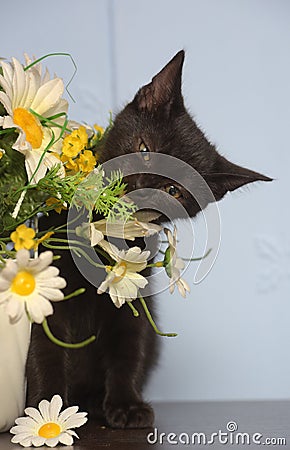 Black cute kitten next to a pot of flowers Stock Photo