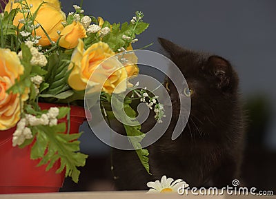 Black cute kitten next to a pot of flowers Stock Photo