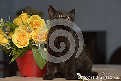 Black cute kitten next to a pot of flowers Stock Photo