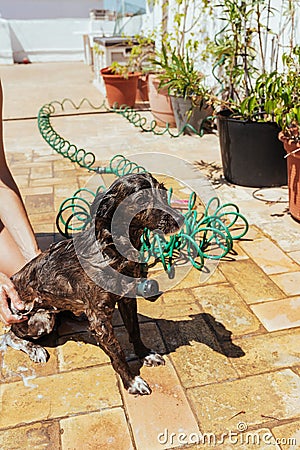 Woman washes the dog with shampoo and rinses it with the hose Stock Photo