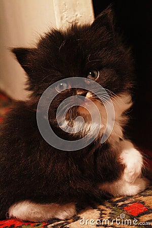 Little furry handsome Stock Photo