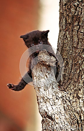 Little black kitten Stock Photo