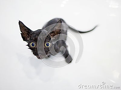 Little black kitten basking in the bath Stock Photo