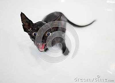 Little black kitten basking in the bath Stock Photo