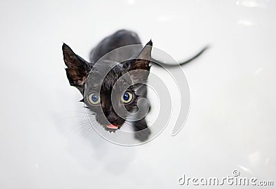 Little black kitten basking in the bath Stock Photo