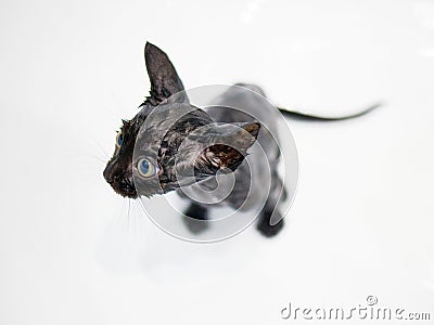 Little black kitten basking in the bath Stock Photo