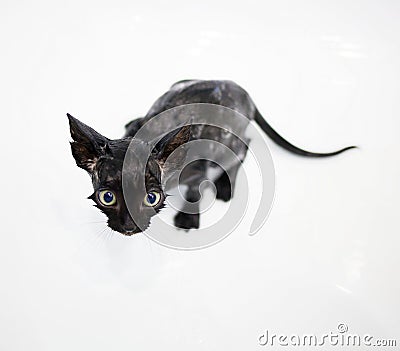 Little black kitten basking in the bath Stock Photo