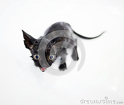 Little black kitten basking in the bath Stock Photo