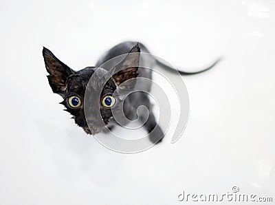 Little black kitten basking in the bath Stock Photo