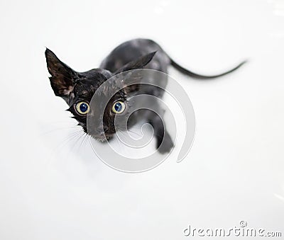 Little black kitten basking in the bath Stock Photo