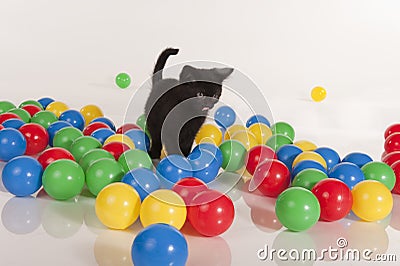 Little black kitten playing with colorful balls Stock Photo